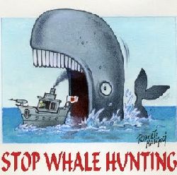 balene caccia